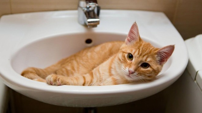 Zakaj vam vaša mačka vsepovsod sledi (tudi, ko greste na WC)? (foto: profimedia)