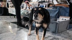 Če želite podariti unikatna darila z zgodbo, obiščite božični Art Market Ljubljana