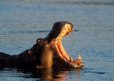 Lovci so se iz slonjih okel preusmerili na zobe povodnih konj – tudi njim grozi izumrtje?