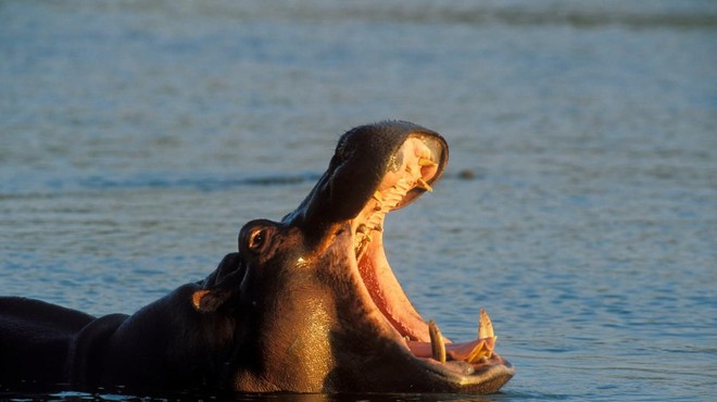 Lovci so se iz slonjih okel preusmerili na zobe povodnih konj – tudi njim grozi izumrtje? (foto: Profimedia)