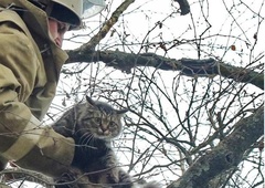 Celjski policisti in velenjski gasilci z visokega drevesa rešili prestrašenega mucka