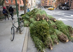 Poglejte, koga so razveselila neprodana božična drevesca (VIDEO)