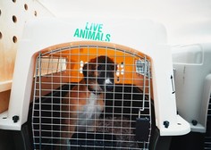 Namesto v ameriški Tennesee je letalska družba psa pomotoma odpeljala v Savdsko Arabijo
