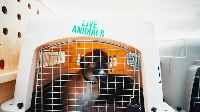 Namesto v ameriški Tennesee je letalska družba psa pomotoma odpeljala v Savdsko Arabijo (foto: Profimedia)