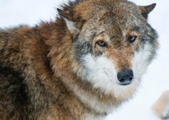 Sestradani volkovi vse bližje Šibeniku, ljudje pa v strahu