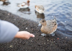 Ne hranite račk s kruhom, ker jim bolj škodujete, kot pomagate
