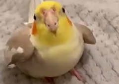 VIDEO: Kaj takega pa še ne! Tega papagaja preprosto morate slišati