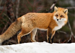 Lisička je skrivala skrivnost, ki jo je izdala šele svoji rešiteljici