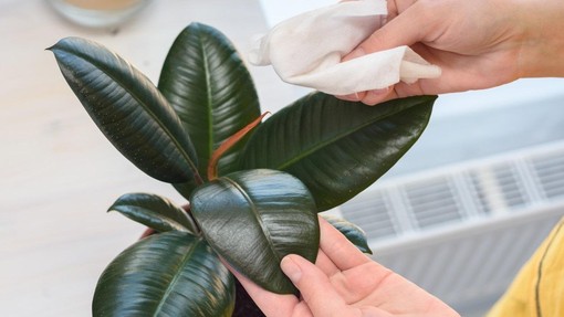 Poznate ta dva najbolj preprosta, a učinkovita trika za čiščenje sobnih rastlin?