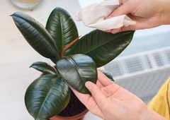 Poznate ta dva najbolj preprosta, a učinkovita trika za čiščenje sobnih rastlin?