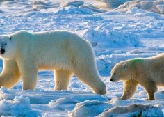 Skrb vzbujajoče izginjanje populacije severnih medvedov v Kanadi