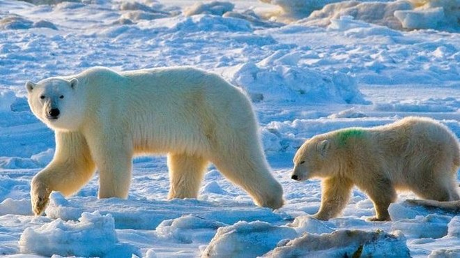 Skrb vzbujajoče izginjanje populacije severnih medvedov v Kanadi (foto: Profimedia)
