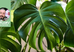 Monstera – rastlina za vsak dom in za vse generacije