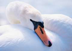 V občini Sveta Trojica pri labodu potrdili ptičjo gripo: pristojni pozivajo k previdnosti