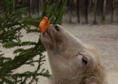 Živali v ZOO Ljubljana so se razveselile daril (VIDEO)