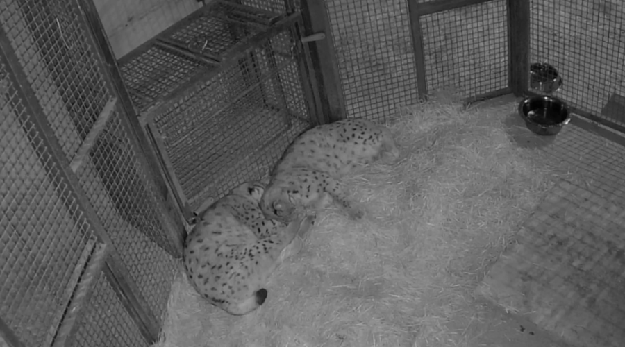 Ob tej fotografiji iz ljubljanskega živalskega vrta se boste čisto raznežili (foto: Facebook/ZOO Ljubljana)
