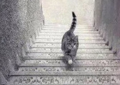 Dobro poglejte fotografijo. Hodi mačka dol ali gor po stopnicah?