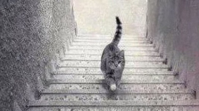 Dobro poglejte fotografijo. Hodi mačka dol ali gor po stopnicah? (foto: Facebook/NBS Television)