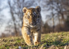 Policija ustavila sumljiv par, v njunem prtljažniku pa našla – malega tigra!