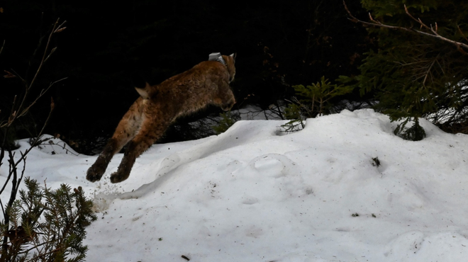 Na Pokljuki so ujeli prvega risjega mladiča v Alpah (FOTO) (foto: Facebook/LIFE Lynx)