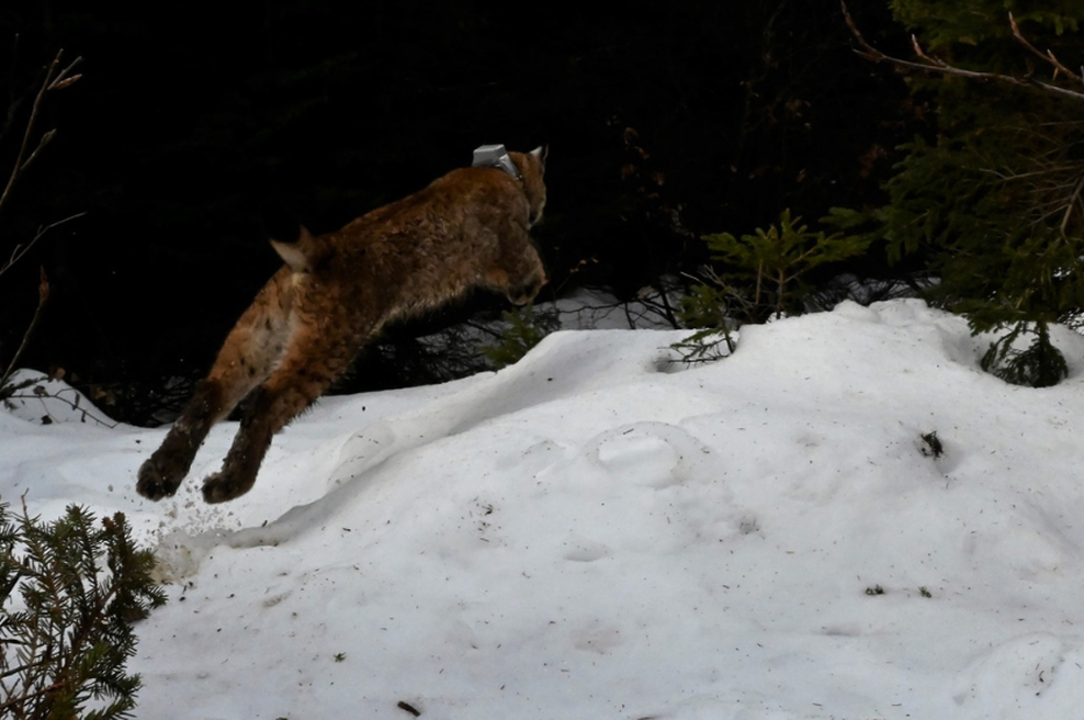 Na Pokljuki so ujeli prvega risjega mladiča v Alpah (FOTO) (foto: Facebook/LIFE Lynx)