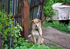 Privezovanje psov na verige (razen izjem) prepovedano, v veljavo stopa dopolnjen zakon