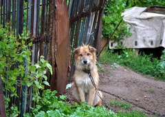 Privezovanje psov na verige (razen izjem) prepovedano, v veljavo stopa dopolnjen zakon