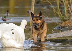 Previdno na sprehodu s psi v Sečoveljskih solinah