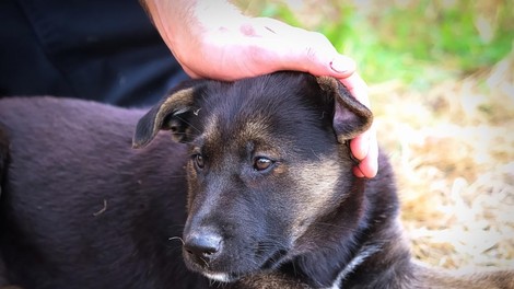 Pretresljiva reakcija psičke Sophie po eni sami petardi (VIDEO)