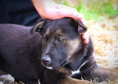 Pretresljiva reakcija psičke Sophie po eni sami petardi (VIDEO)