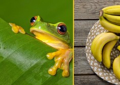 Žaba v bananah prepotovala skoraj 7000 kilometrov!