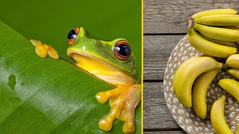 Žaba v bananah prepotovala skoraj 7000 kilometrov!