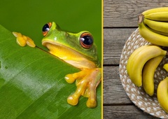 Žaba v bananah prepotovala skoraj 7000 kilometrov!