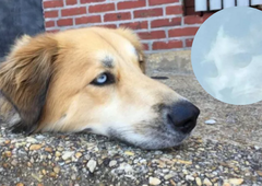 Optične iluzije, ki so na spletu dvignile ogromno prahu (FOTO in VIDEO)