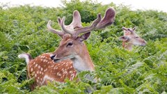 Rojeni v 4. tednu meseca: od 22. do 31. 

Vaša duhovna žival je intuitivni jelen.

Ljudje, ki imajo jelena za svojo duhovno žival, so zelo občutljivi, nežni in inuitivni. Znajo se spopadati z izzivi in nadvladati težave z milino in eleganco. Vedno so na preži, hitro se premikajo in zaupajo svojim občutkom v neprijetnih situacijah. 

Sporočila povezana z vodičem duhovne živali jelena vključujejo:

Najdite moč v svoji nežnosti. 
Povežite se s svojim notranjim otrokom in razvijte sočutje.
Najdite čas zase in se naučite, kako se regenerirati ter pozdraviti po stresnih situacijah. 
Razvijte svoje veščine poslušanja in opazovanja. 
Naučite se spremeniti smer, ko vam tako veleva intuicija.