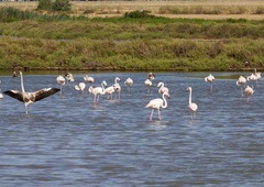 Nenavaden obisk v Sečoveljskih solinah