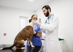 Veterinar izpostavil 4 najboljše pasme psov