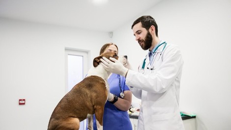 Veterinar izpostavil 4 najboljše pasme psov