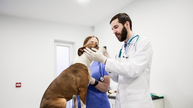Veterinar izpostavil 4 najboljše pasme psov (foto: Profimedia)