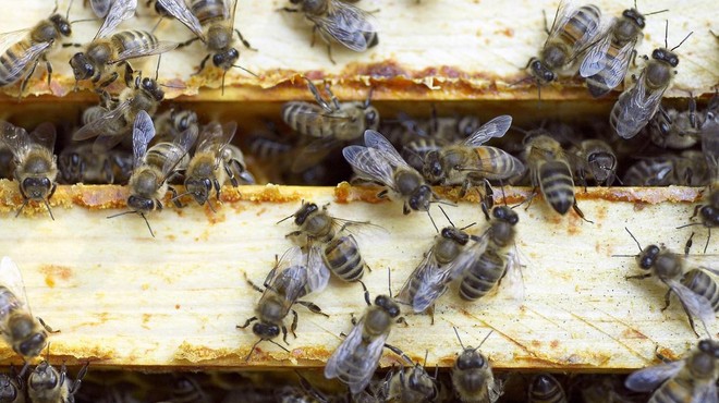 Kako mila zima vpliva na čebele? (foto: Profimedia)