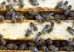 Kako mila zima vpliva na čebele?