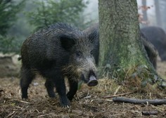 Prebivalci Paga obupani, divje svinje so že vsepovsod