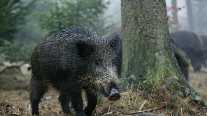 Prebivalci Paga obupani, divje svinje so že vsepovsod (foto: Profimedia)