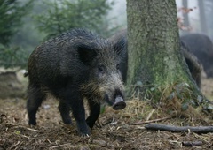 Prebivalci Paga obupani, divje svinje so že vsepovsod