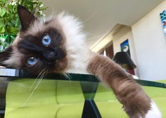 Kako je posvojena mačka Nala postala Instagram zvezda in druga najbogatejša žival na svetu