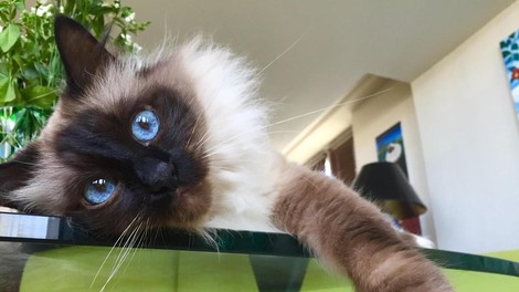 Kako je posvojena mačka Nala postala Instagram zvezda in druga najbogatejša žival na svetu