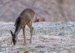 Znano je, zakaj najpogosteje poginejo prostoživeče živali v Sloveniji