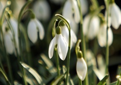 Pretoplo zimsko vreme prehitro prebuja naravo: čakajo nas hude posledice