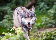Na Švedskem odprt največji lov na volkove, znanstveniki pravijo: ʺKatastrofa!ʺ