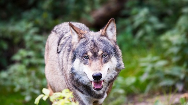 Na Švedskem odprt največji lov na volkove, znanstveniki pravijo: ʺKatastrofa!ʺ (foto: Profimedia)